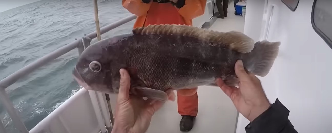 Tautog Fish