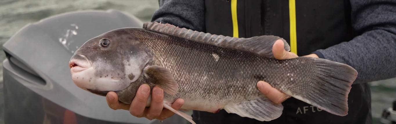 Tautog Fish