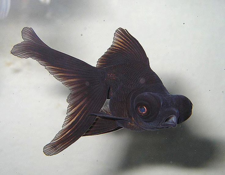 Fish with the big eyes (big eyed fish)