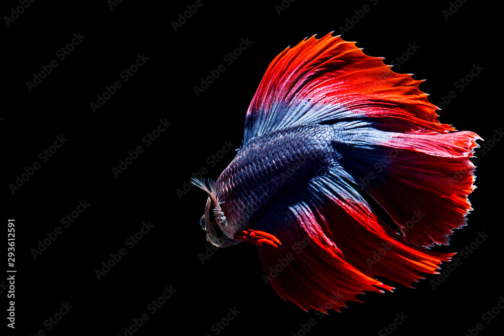 Red and black betta fish