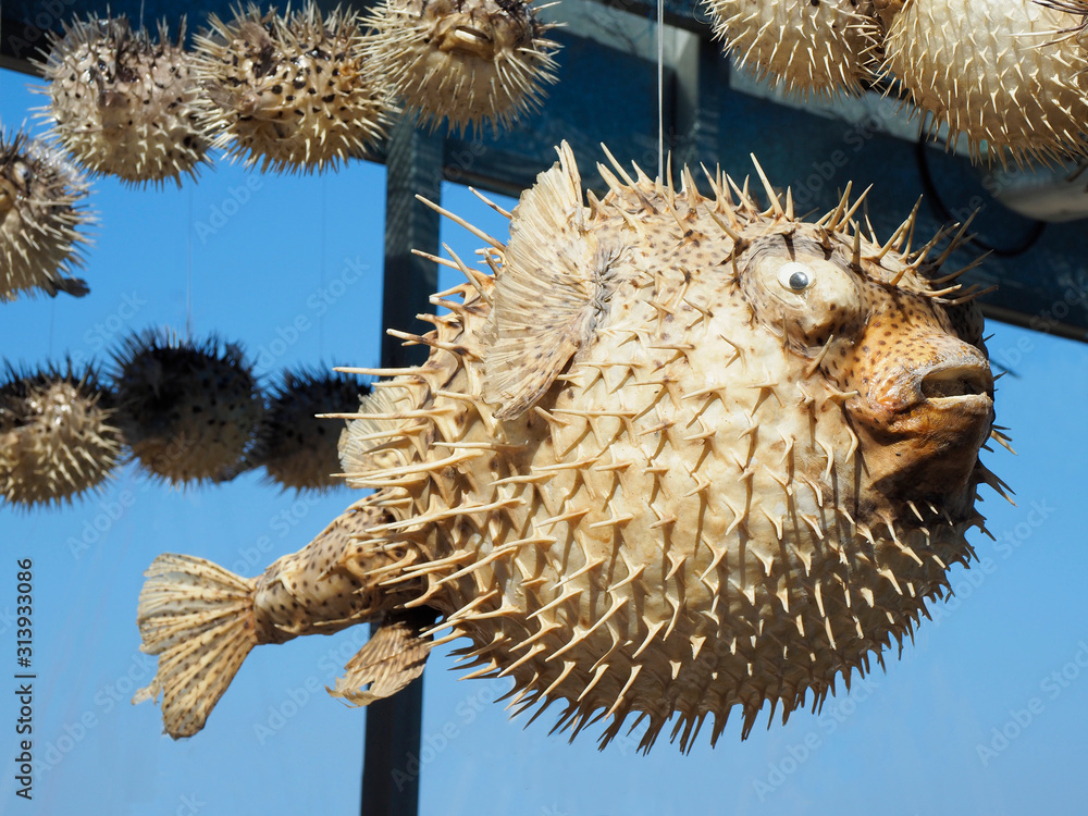 Procuring and Storing Dried Puffer Fish