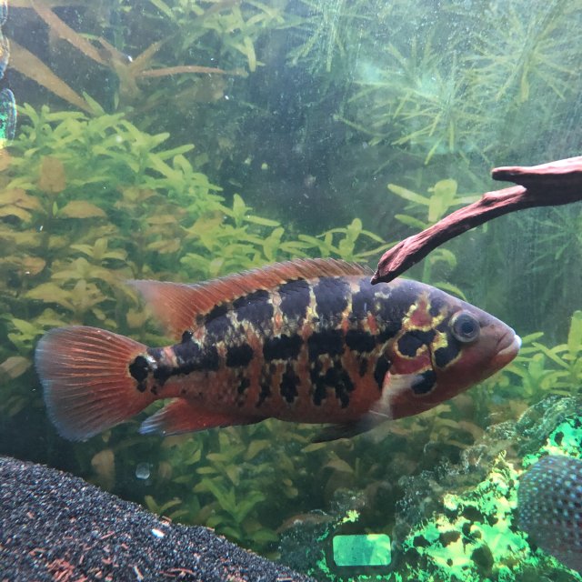 Red jack dempsey fish