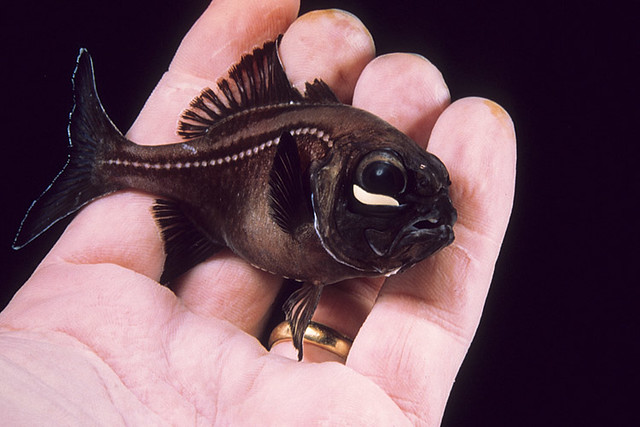 Flashlight fish price