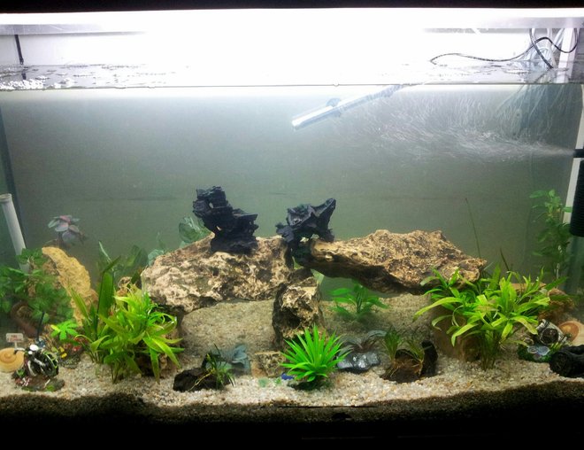 Enhance Your Fishkeeping Experience with a 115 Gallon Fish Tank