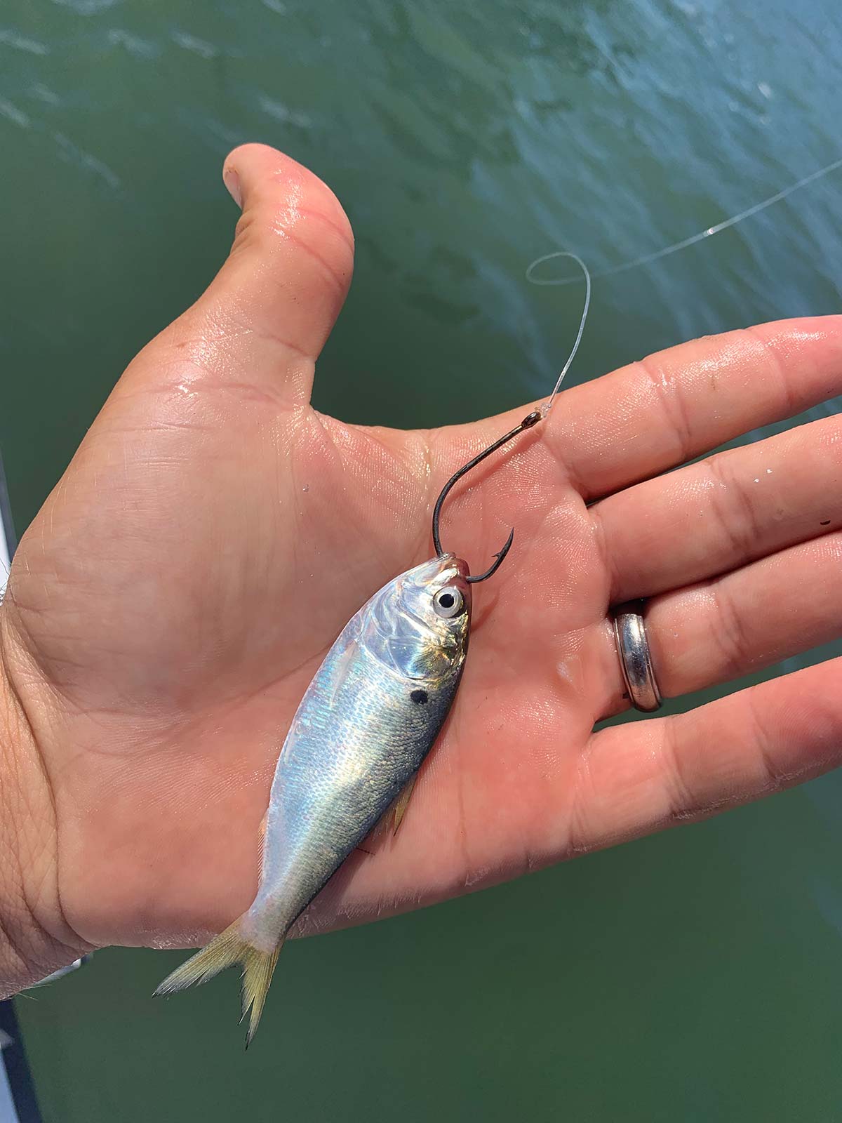 Importance of Peanut Bunker Fish in the Ecosystem