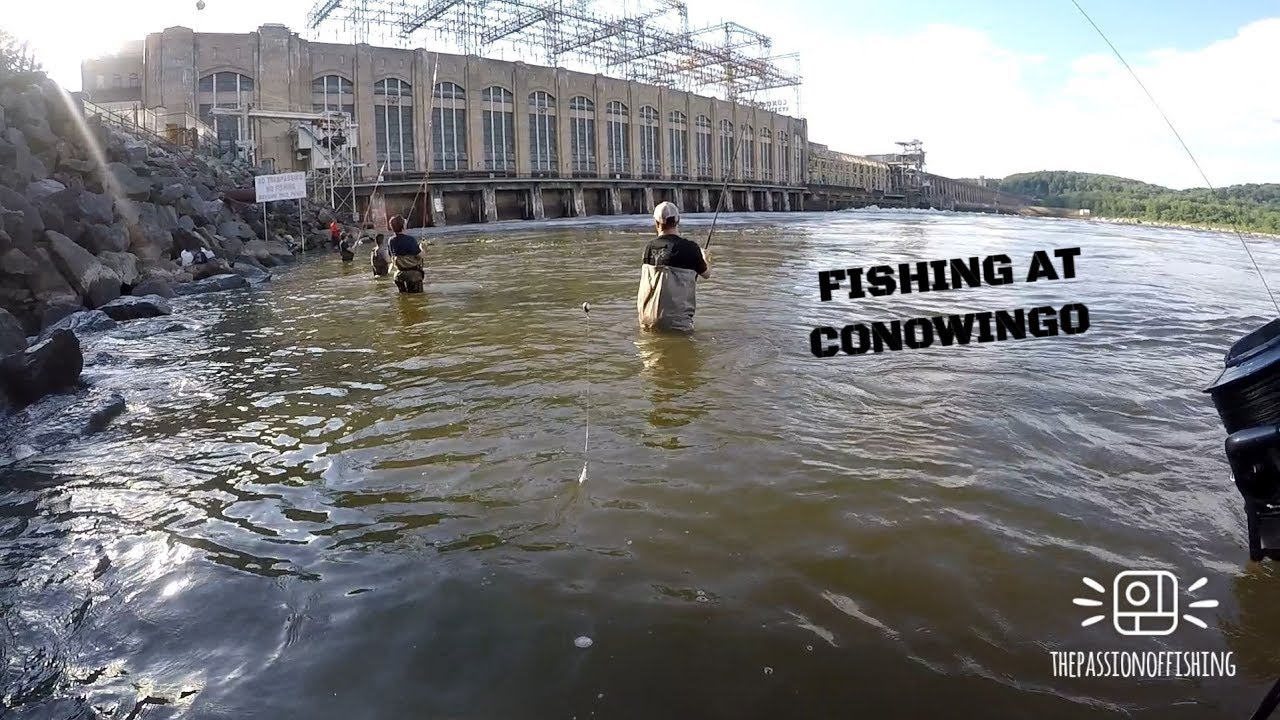 Fishing conowingo dam