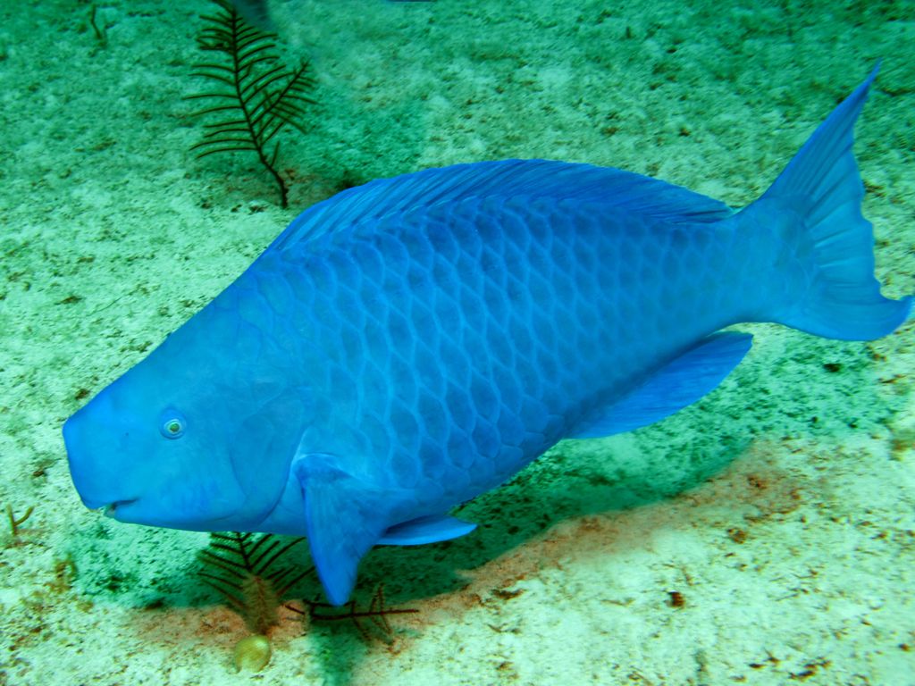 Blue parrot fish