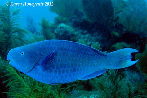 Fascinating Facts about the Colorful Blue Parrot Fish