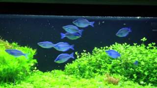 Ideal Tank Setup for Kamaka Rainbow Fish