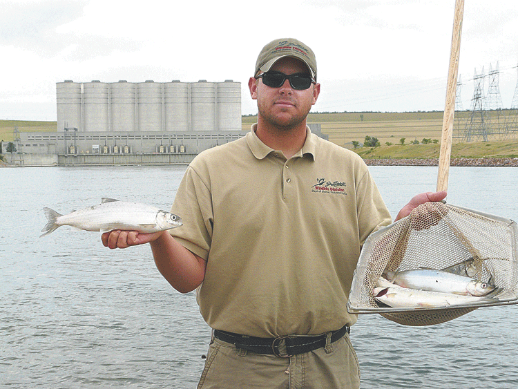 Walleye