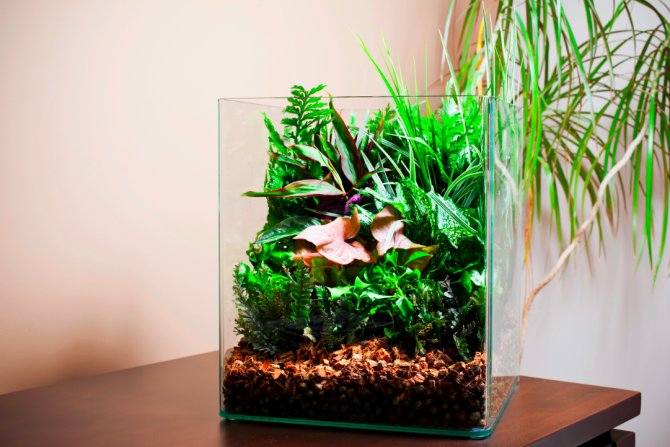 Toxic plants for betta fish