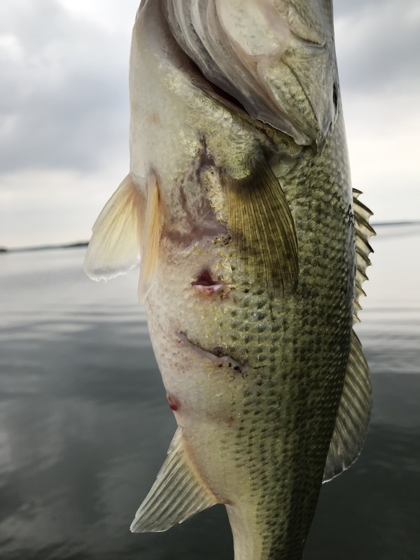 Find out Which Bait Works Best for Beaver Dam Lake Fish