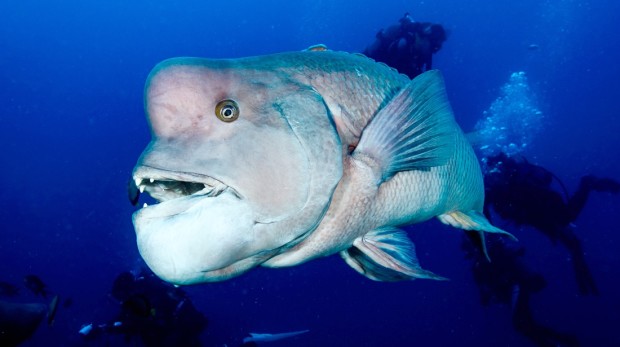 Maintaining Big Forehead Fish in Aquariums: Expert Tips