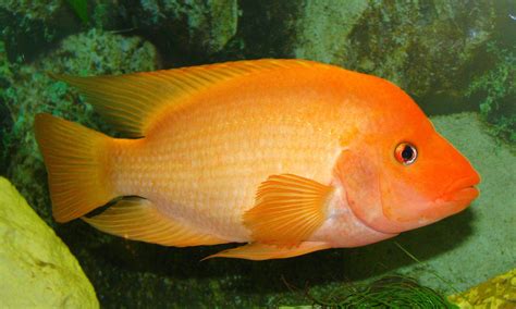 Dietary Needs of Red Devil Fish