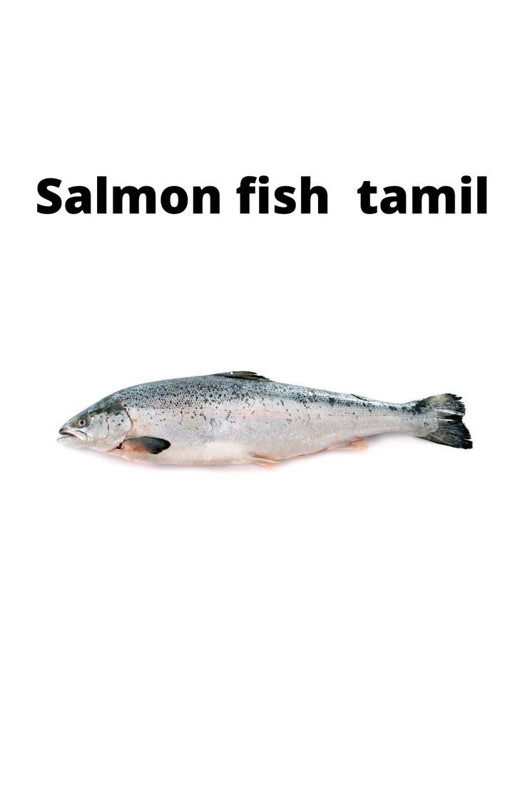 1. Chinook Salmon