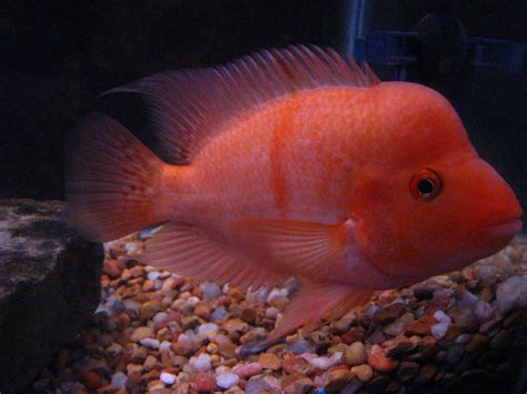 Breeding Process of Red Devil Fish