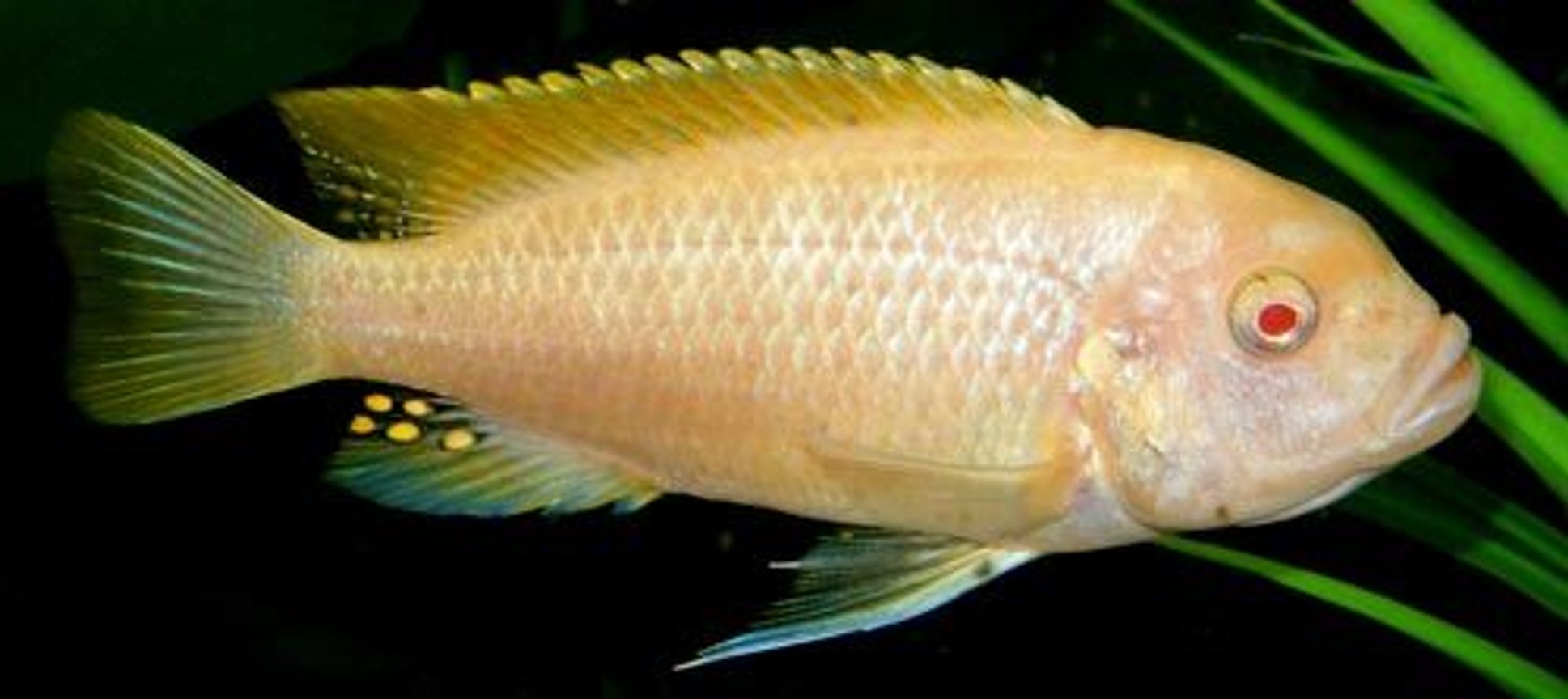 Common Health Concerns in Albino Fish Species