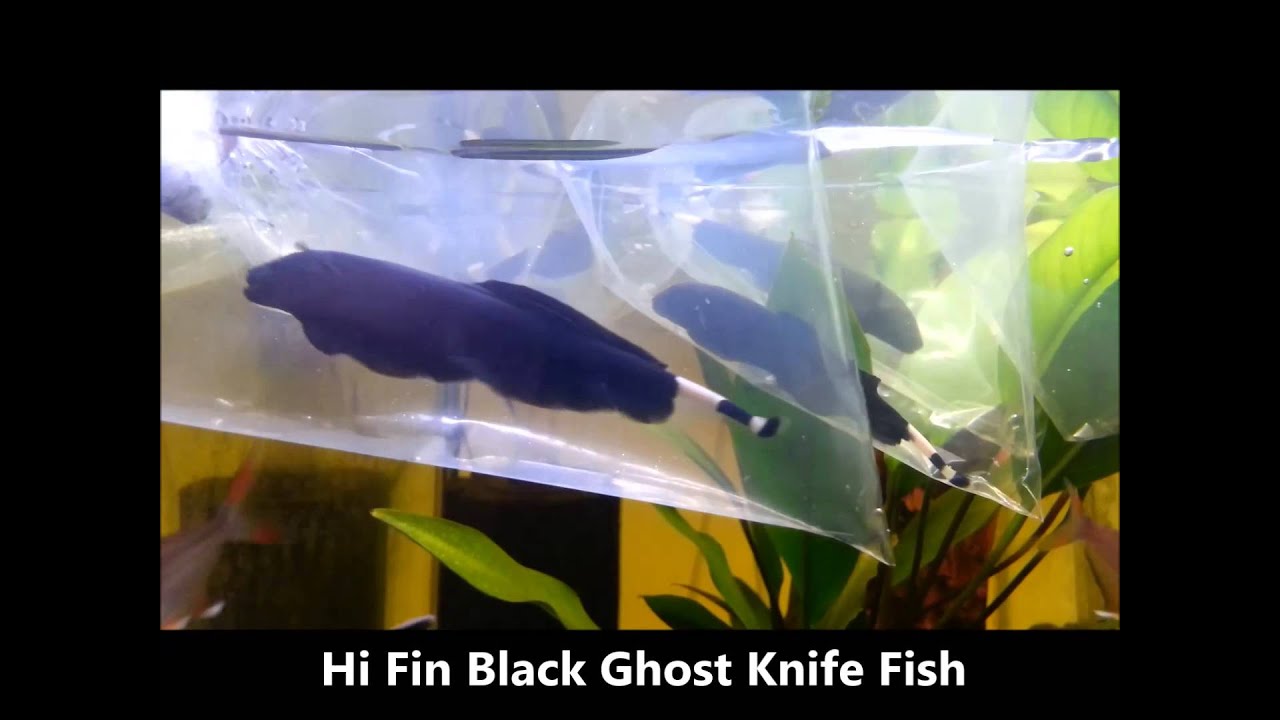 Reproduction and Life Cycle of Albino Ghost Knife Fish