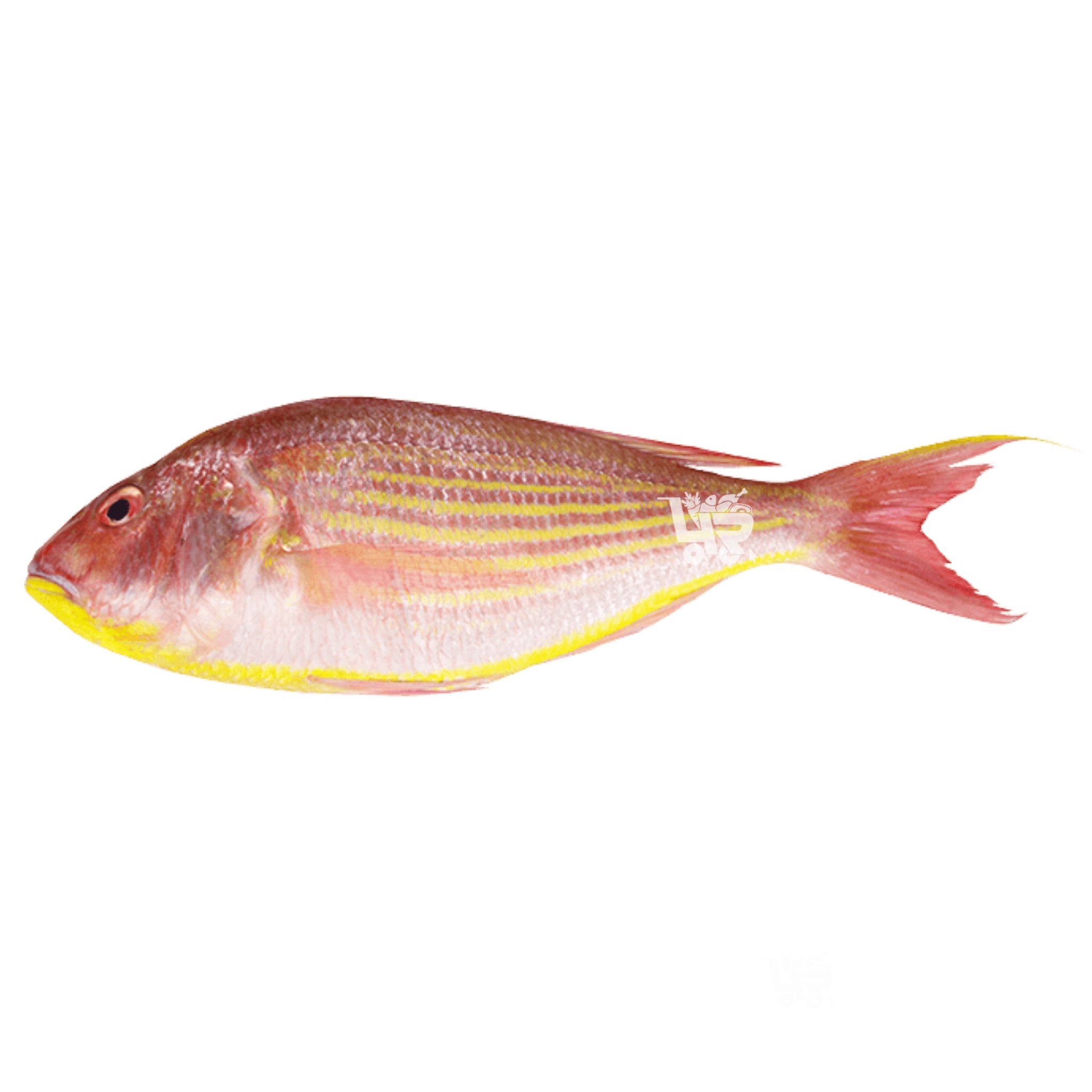 Bisugo fish