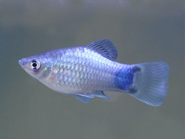 Blue platy fish