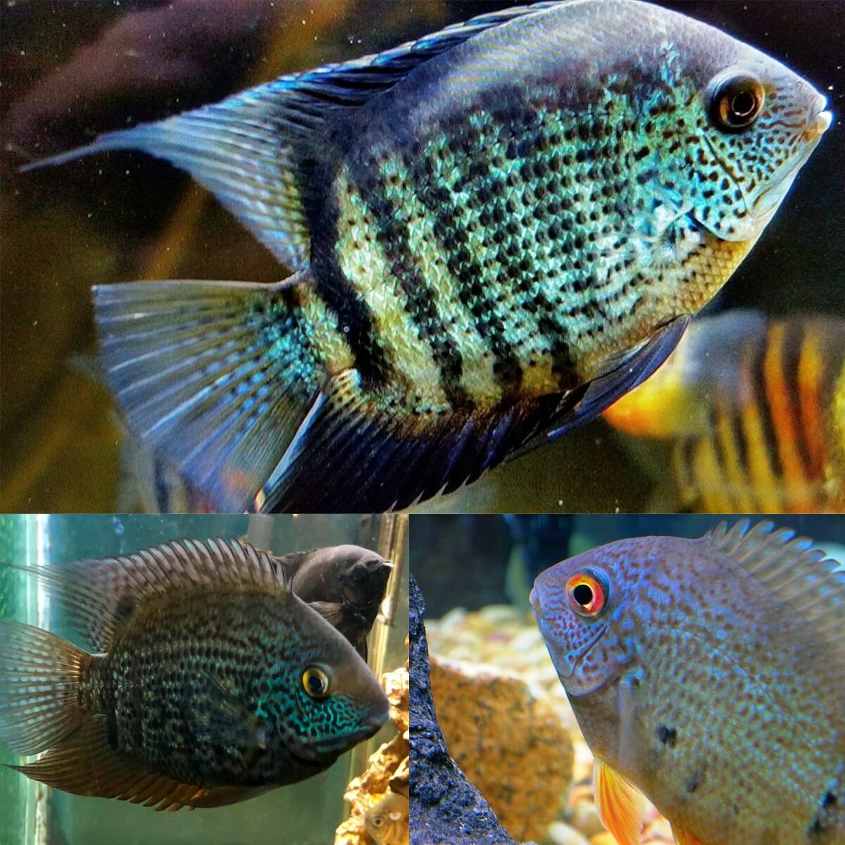 Blue severum fish