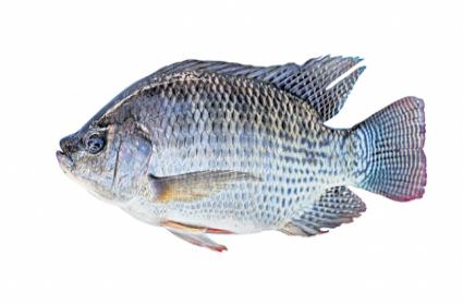 Tilapia fish in telugu