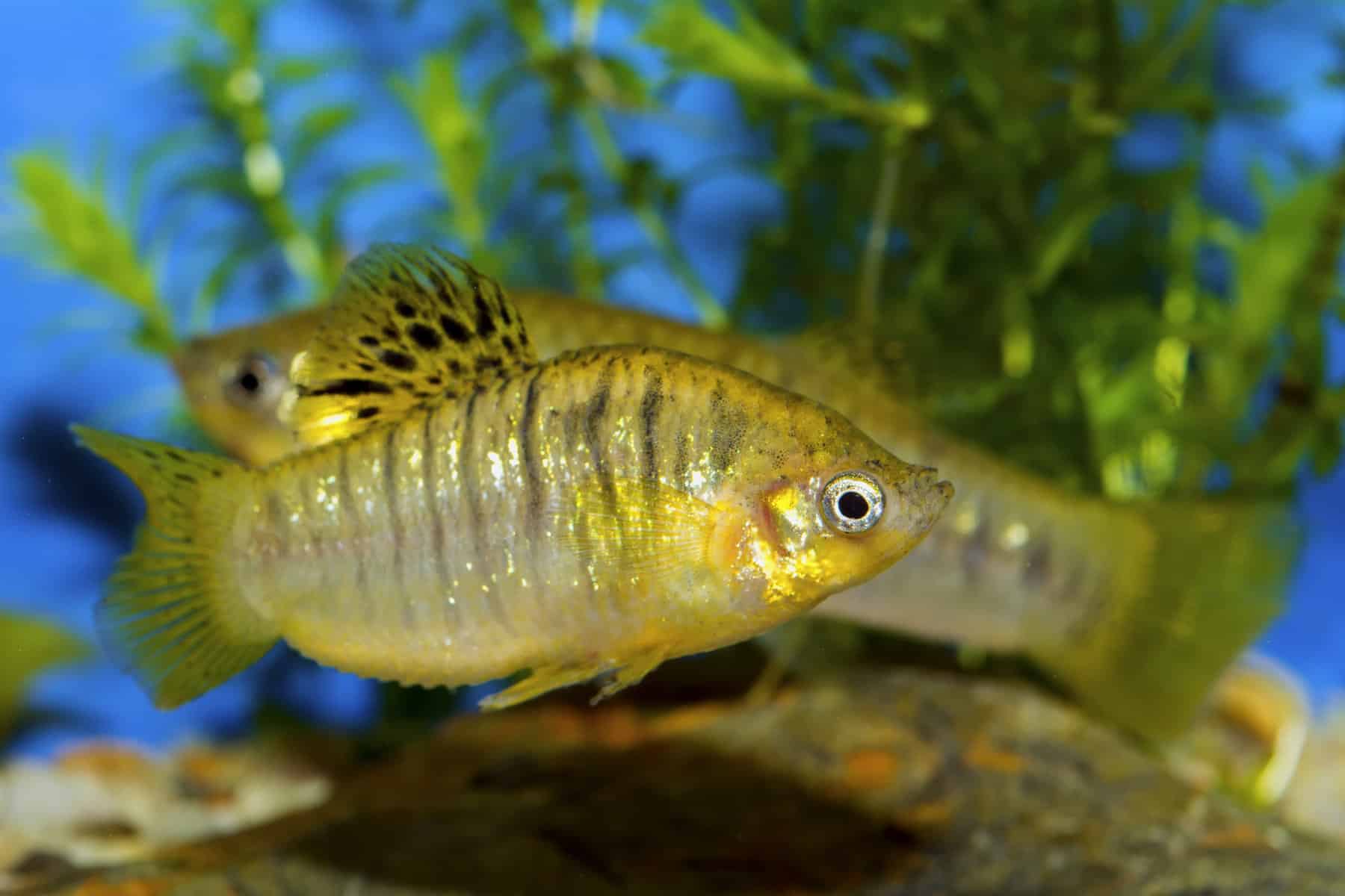 1. Ichthyophthirius multifiliis (Ich)