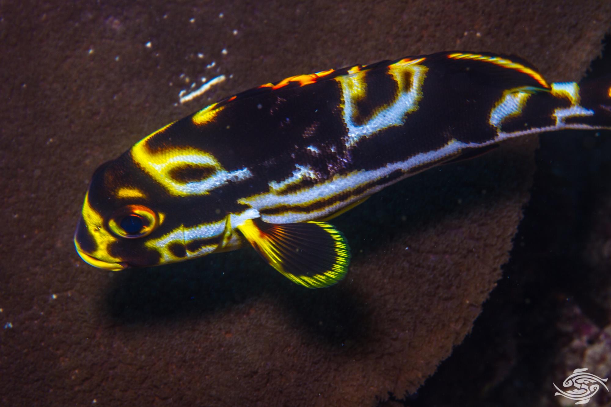 Oriental sweetlips fish