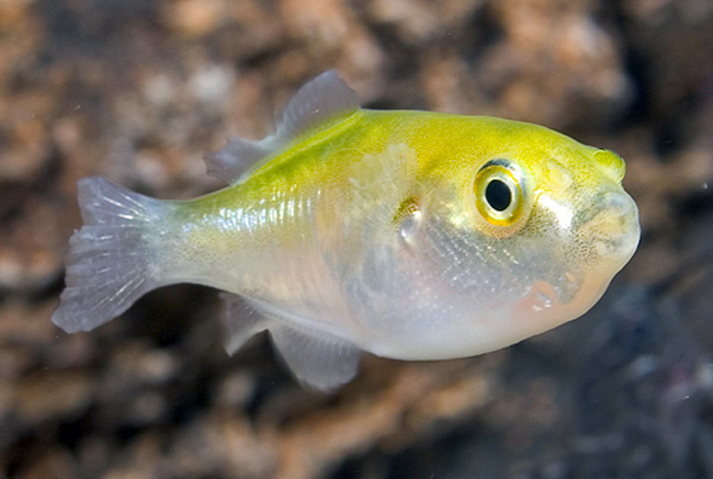 Avocado puffer fish