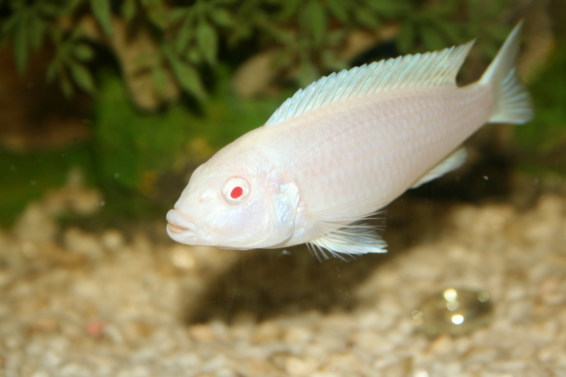 albino fish