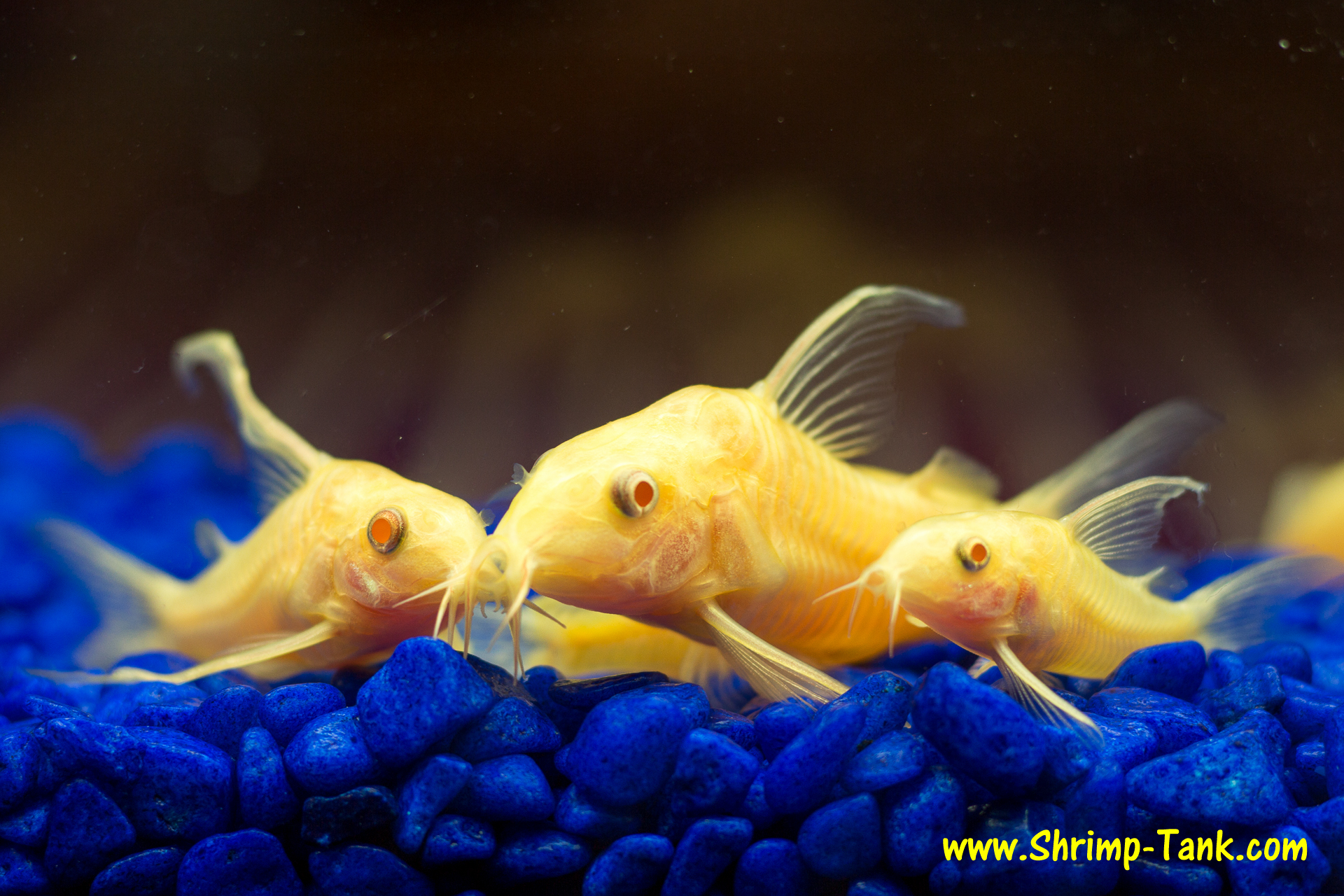 Understanding the Biology of Fish Albinism