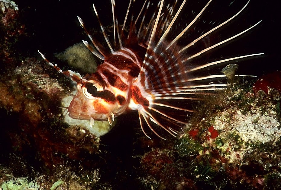 Zebra turkey fish