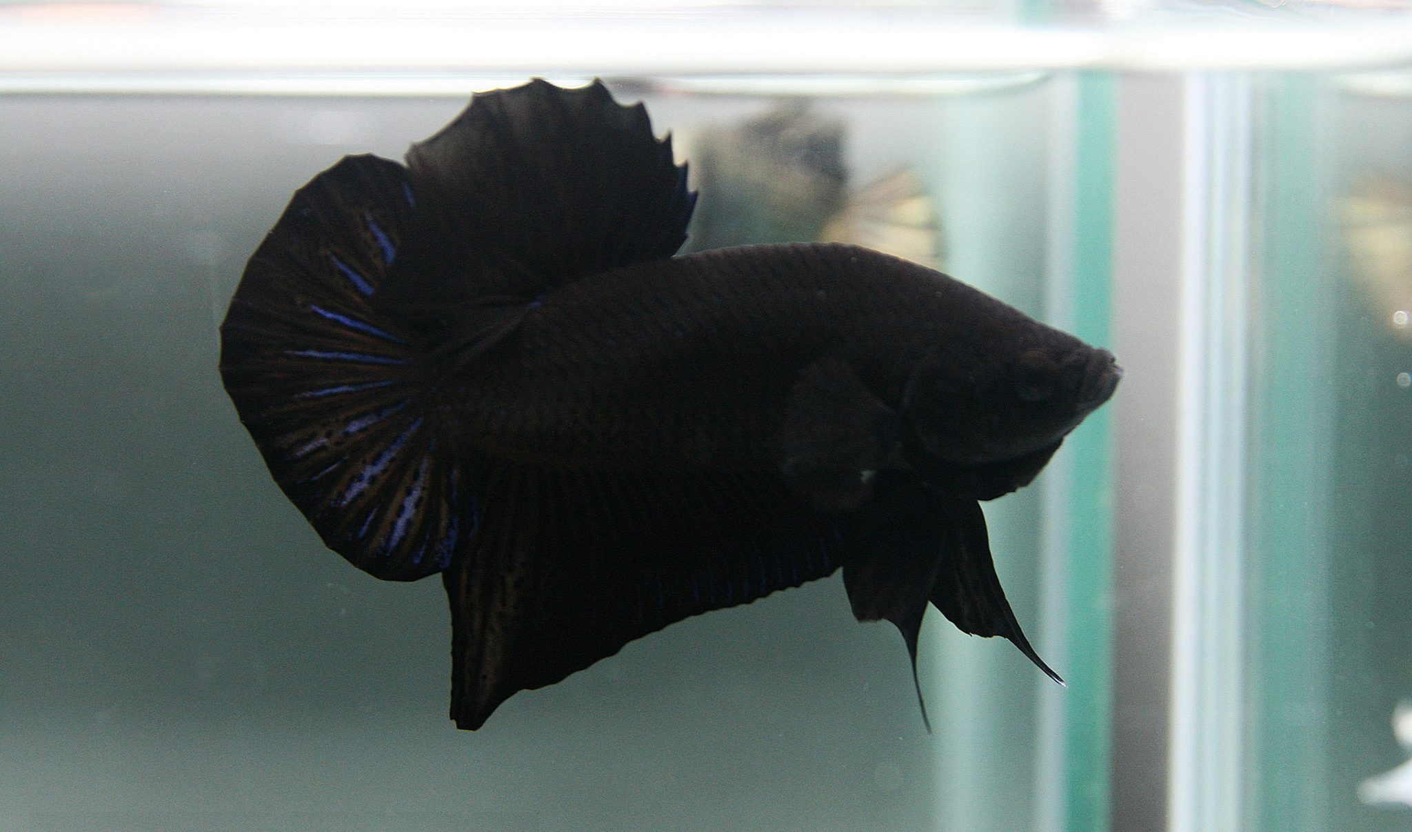 Black betta fish