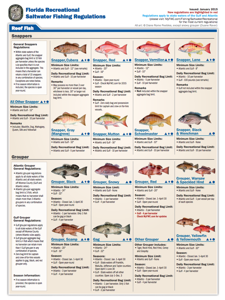 Tampa bay fish species