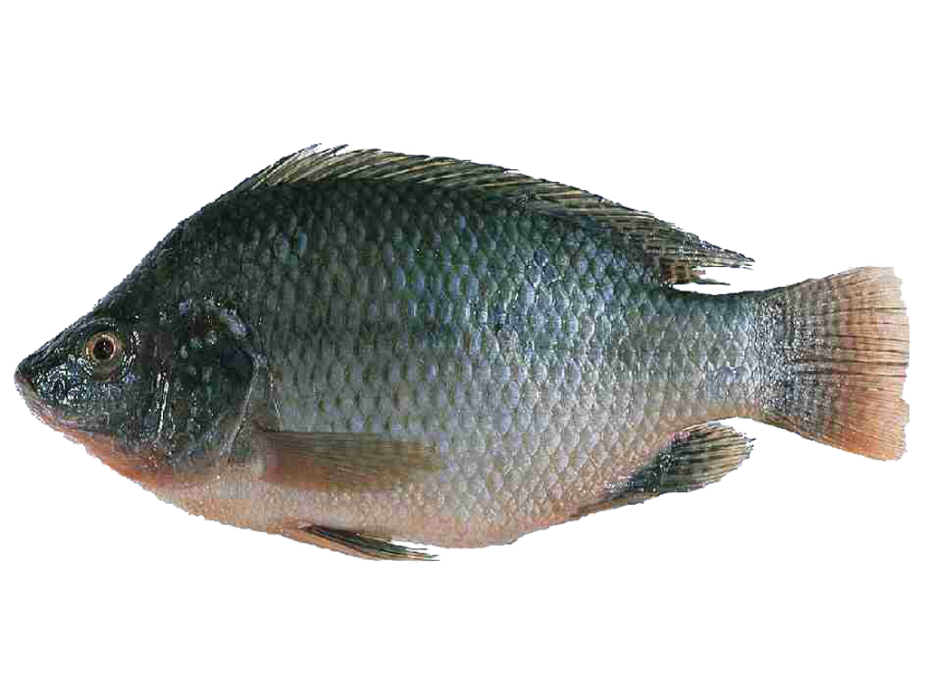 Tilapia Fish in Telugu Cuisine