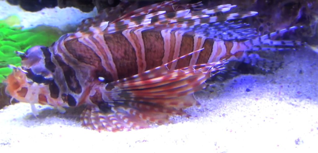 Unique Zebra Turkey Fish