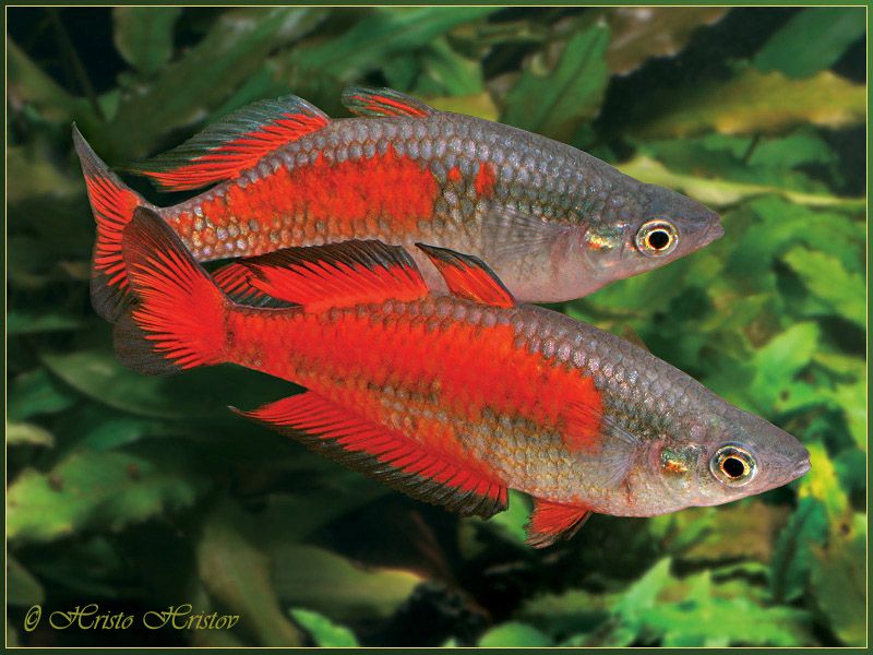 Parkinsoni rainbow fish