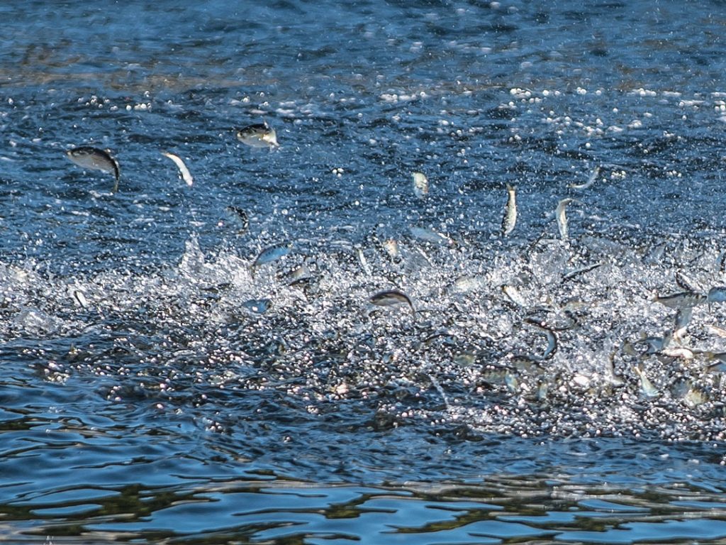 Peanut bunker fish