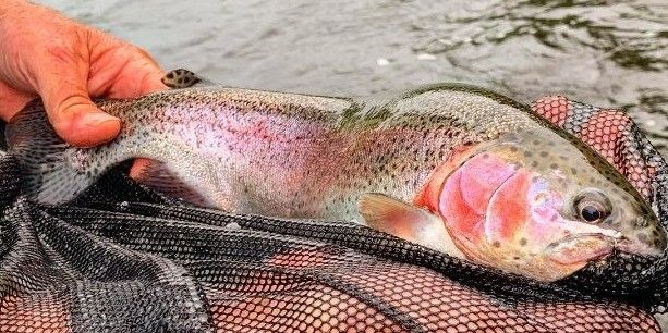 Deerfield river fishing report