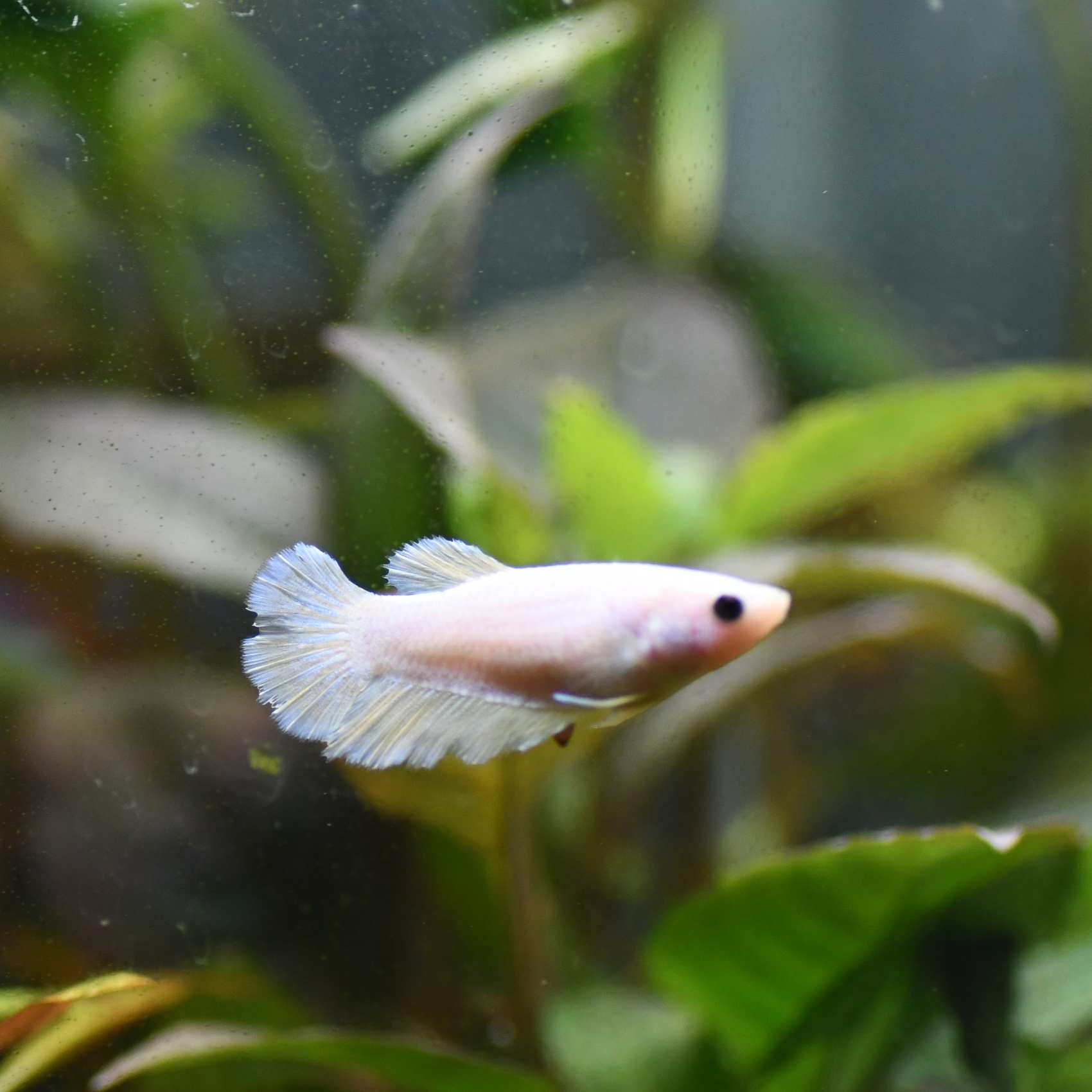 Halfmoon female betta fish