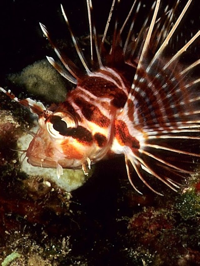 Zebra turkey fish