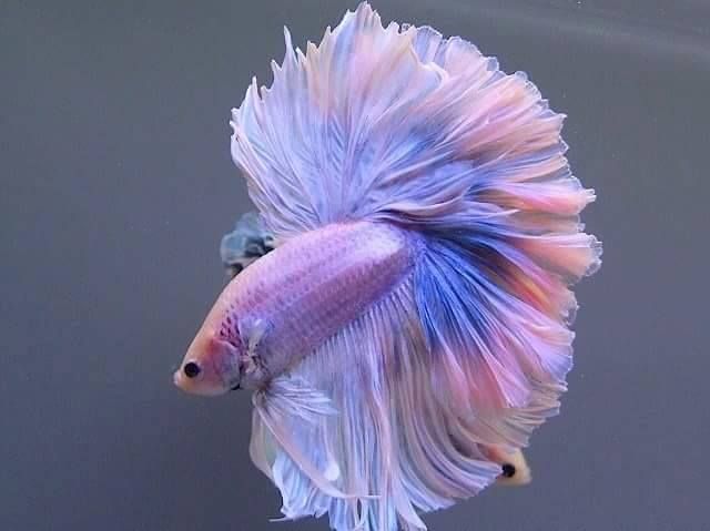 Pink betta fish