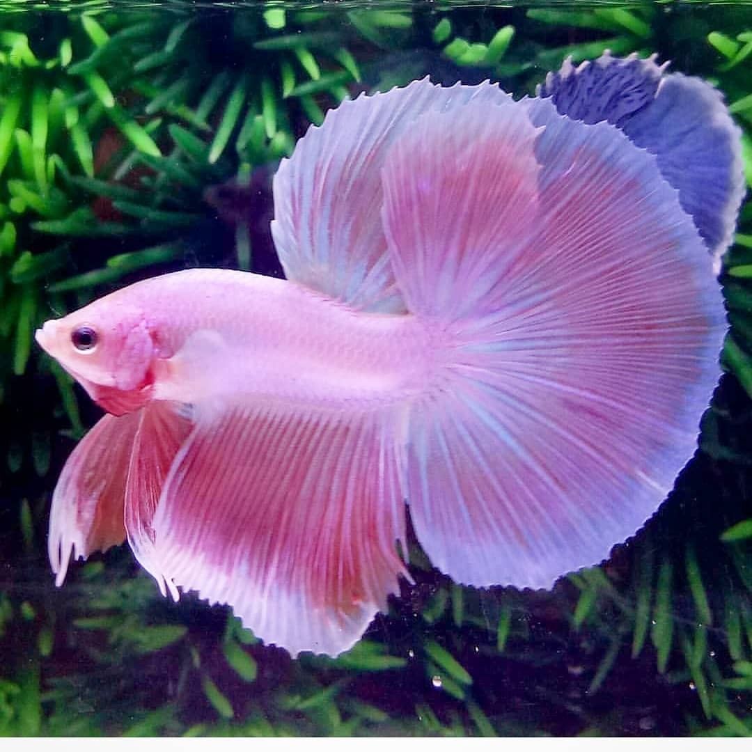 Comprehensive Guide on Pink Betta Fish Care