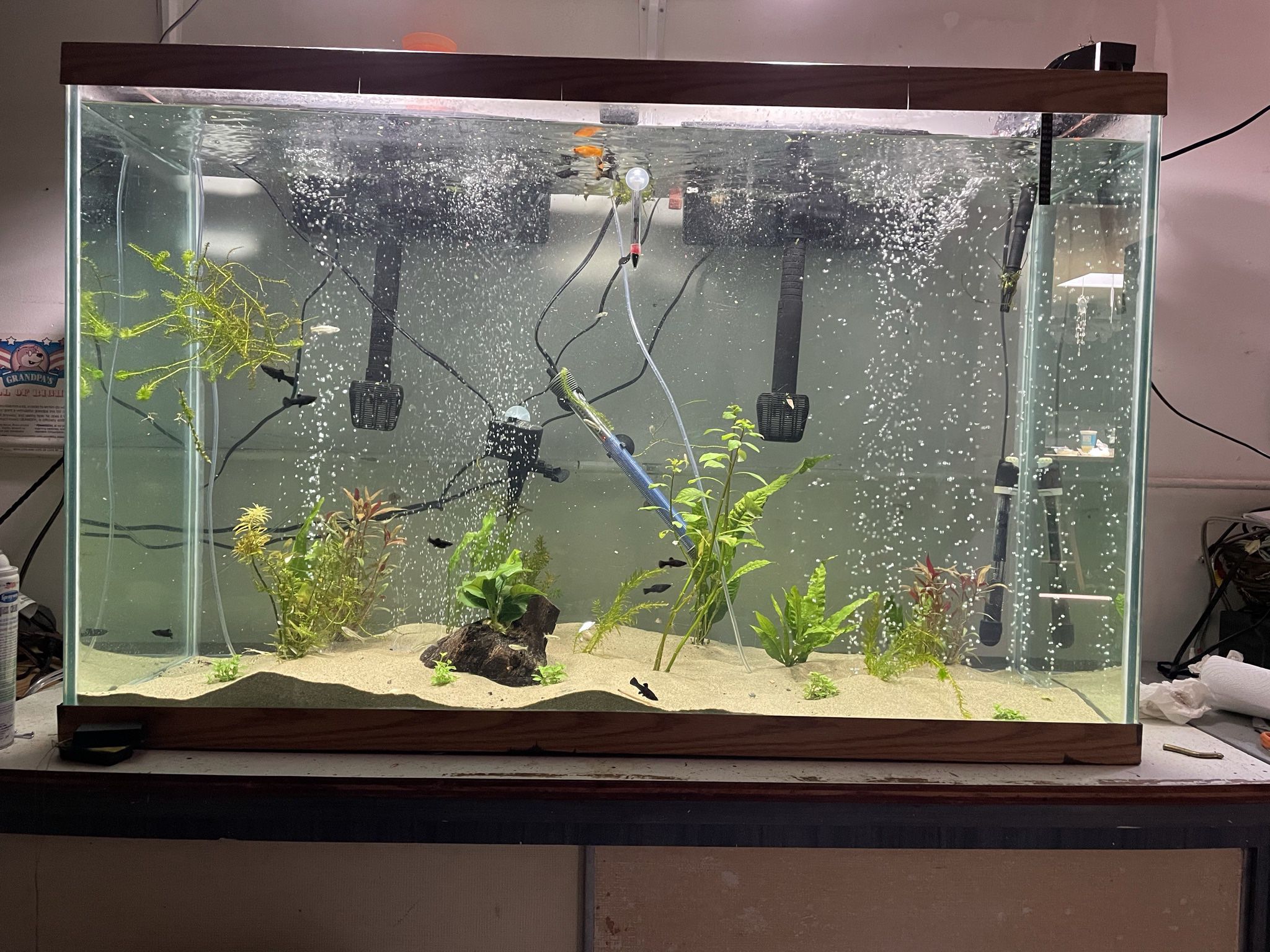 Explore the World of 115 Gallon Fish Tanks