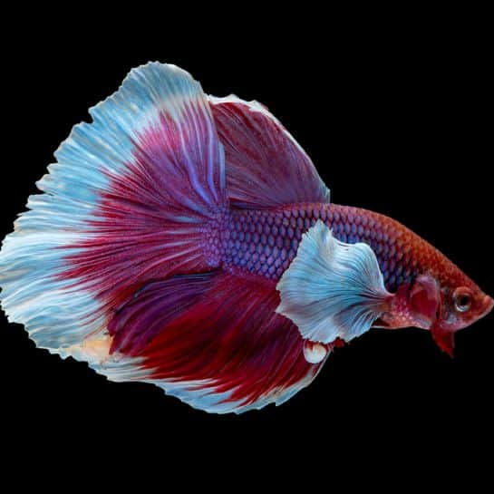 Betta fish dumbo