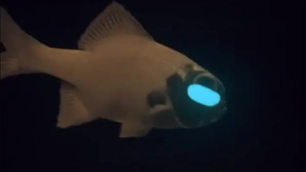 Factors Affecting the Price of Flashlight Fish