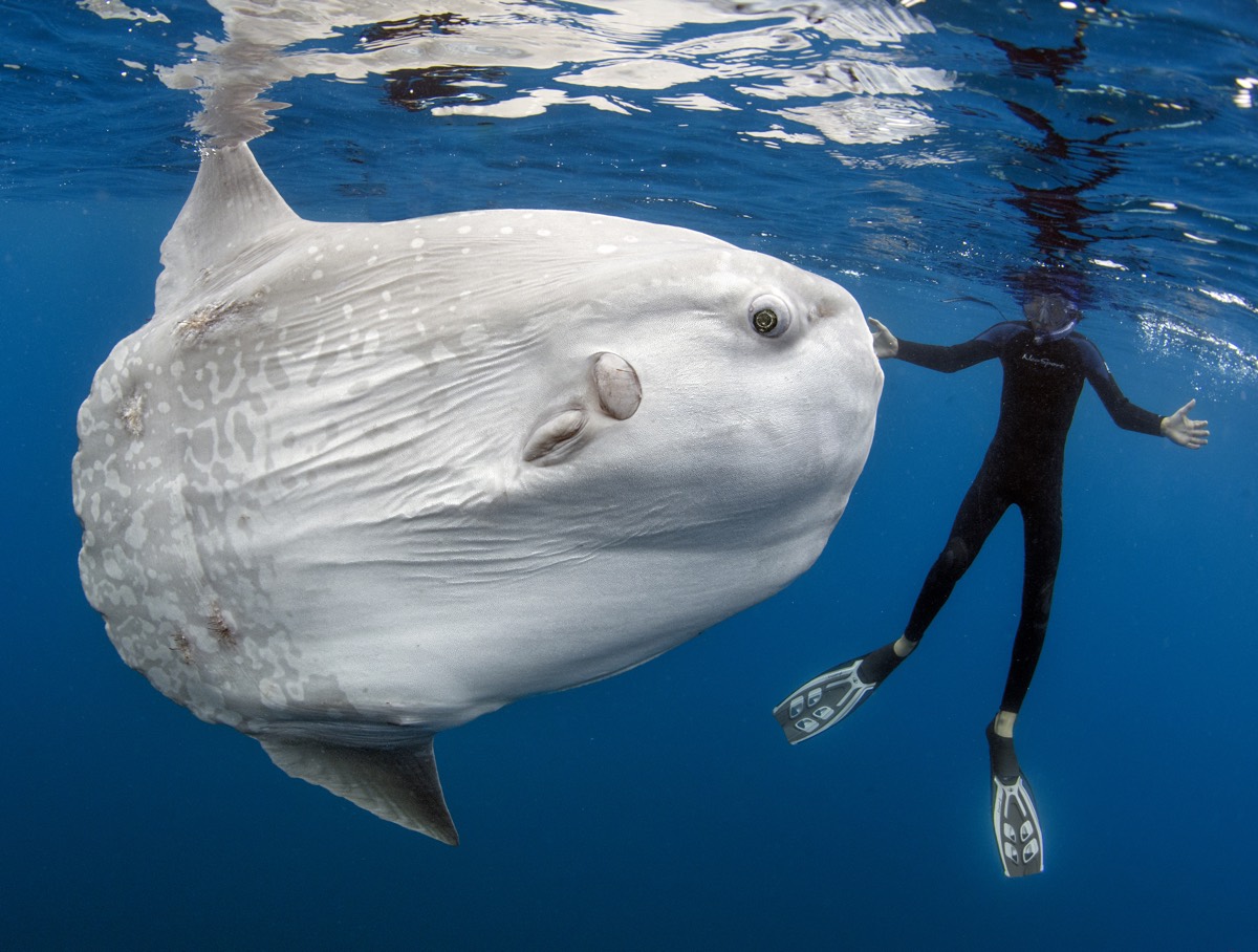 Sundial fish