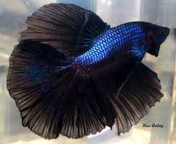 Black and blue betta fish