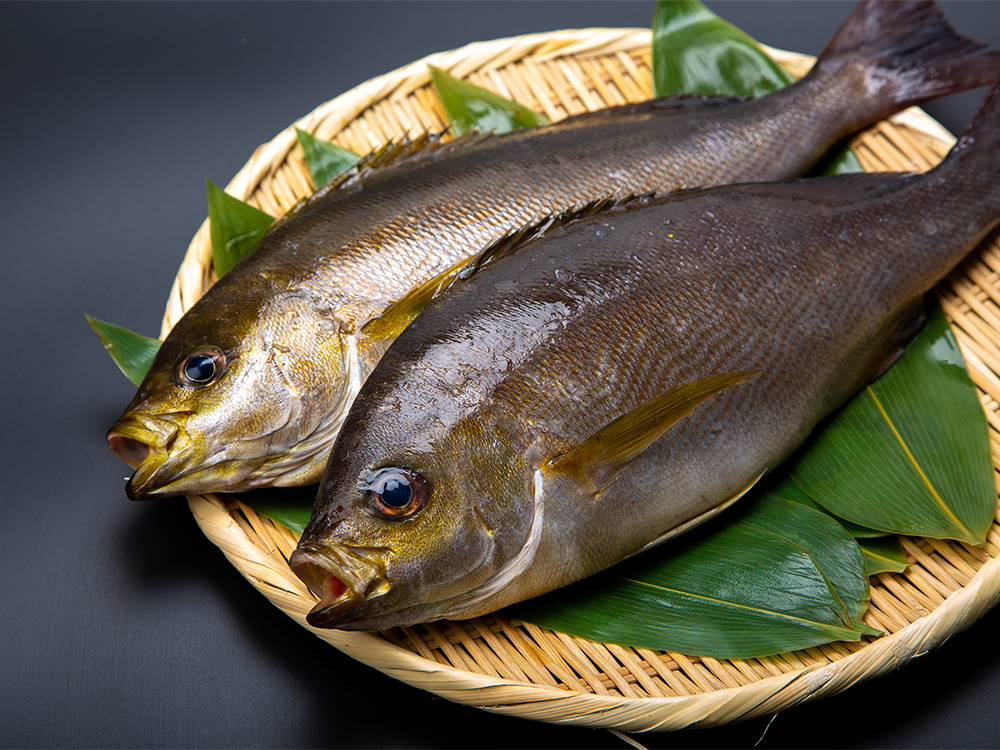 Isaki fish