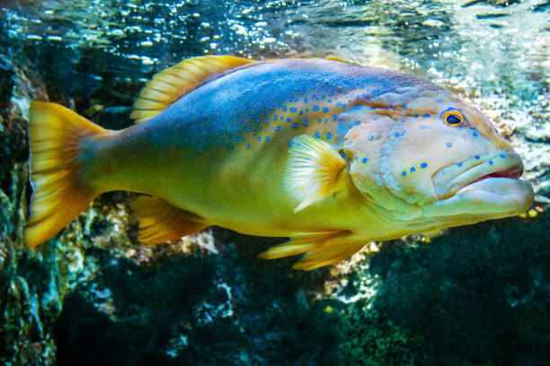 Identifying Different Pargo Fish Species